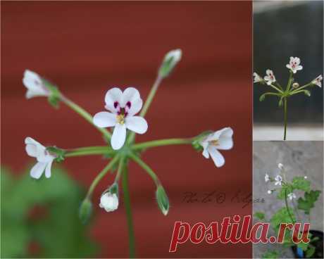 Species hybrids | Pelargonium – Edgar's site