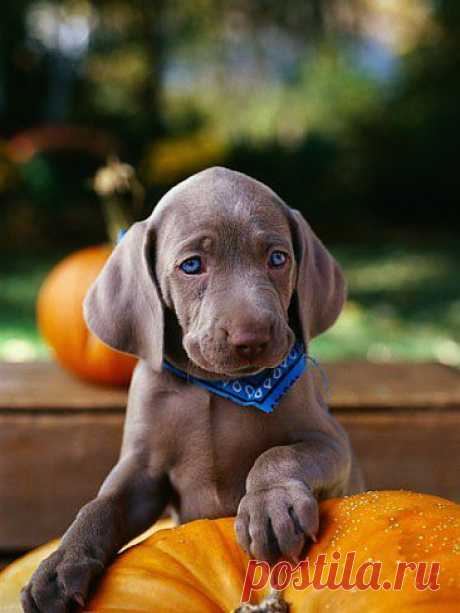 Weimaraner Puppy Climbing onto Pumpkin Photographic Print by Guy Cali at AllPosters.com