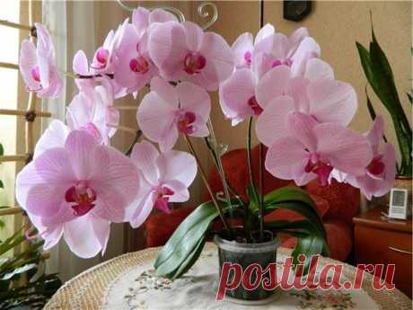 Необычный способ размножения орхидеи / Домоседы