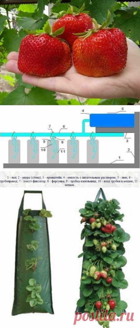 Выращиваем клубнику у себя дома в... мешках - Садоводка