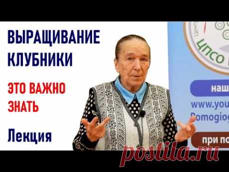 Все о выращивании клубники от Айтжановой С.Д. Выращивание земляники садовой.