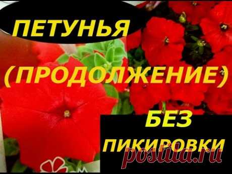 ПЕТУНИЯ БЕЗ ПИКИРОВКИ ( ПРОДОЛЖЕНИЕ ) ПОСАДКА  ПЕТУНИИ НА ПОСТОЯННОЕ МЕСТО В КАШПО.