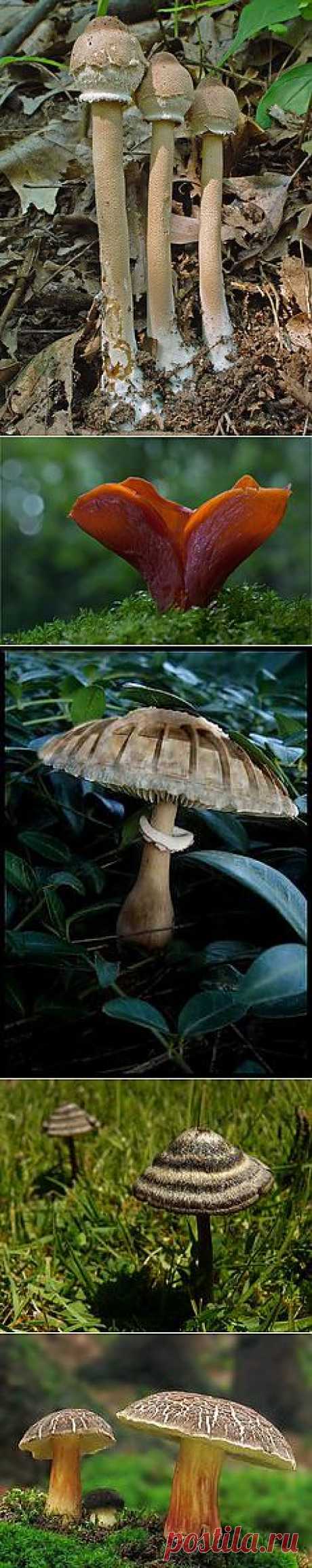 Paddenstoelen