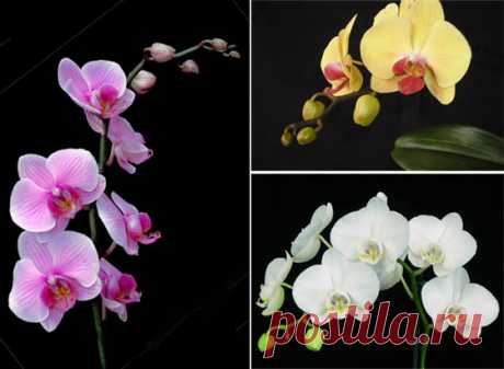 Домашняя орхидея фаленопсис