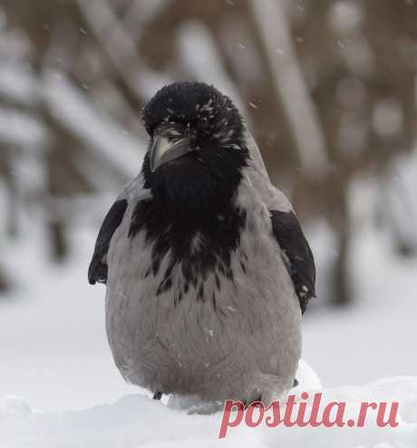 Фото Русский пингвин - фотограф Абрикосов - природа - ФотоФорум.ру