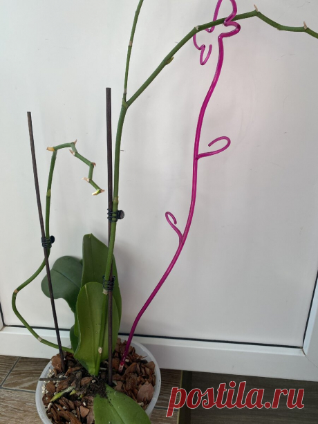 Как заставить орхидею цвести повторно? | Лето круглый год! | Яндекс Дзен
