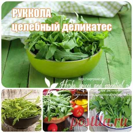 Чем полезна руккола и вкусные рецепты ее применения