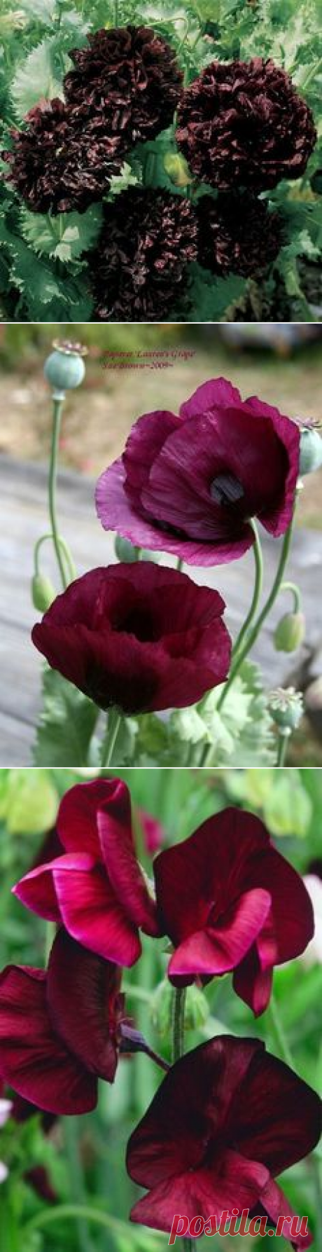 (1077) Papaver 'Black Peony' | black plants and flowers