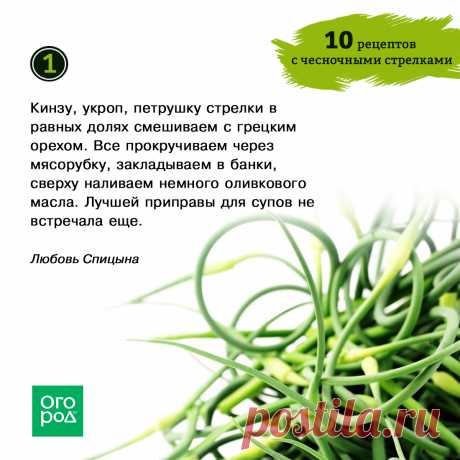 Что приготовить из чесночных стрелок – рецепты заготовок на зиму и не только