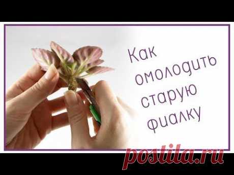 Как омолодить старую фиалку - YouTube