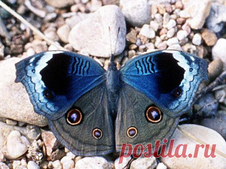 Junonia Artaxia, Tanzania 
от kibuyu   |   Pinterest • Всемирный каталог идей