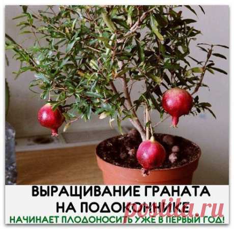 ВЫРАЩИВАНИЕ ГРАНАТА НА ПОДОКОННИКЕ.
НАЧИНАЕТ ПЛОДОНОСИТЬ УЖЕ В ПЕРВЫЙ ГОД!
Среди любителей комнатных экзотических растений гранат пользуется особой популярностью. Это растение радует глаз в любое время года своими алыми, пунцовыми или ярко-красными цветами, мелкими продолговатыми зелеными листиками, а также оригинальными плодами, похожими на красные фонарики.
В то же время, эти растения неприхотливы и не требуют особого ухода.
Итак… — ok.ru/uyutnyu
•••подробнее