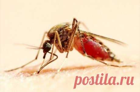 8 Убийственных ароматов против комаров | Хитрости Жизни