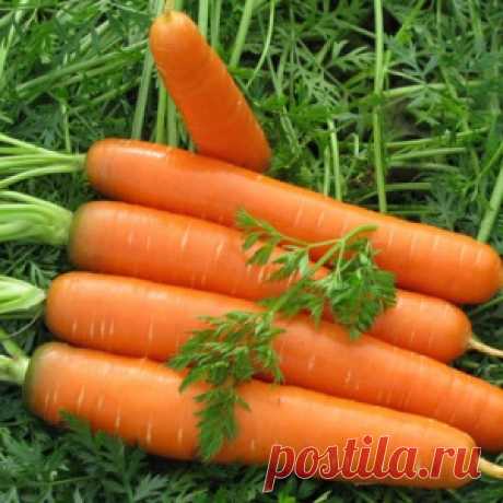 Главные секреты выращивания крупной морковки