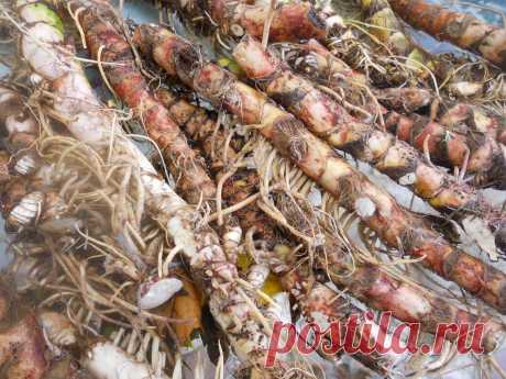 LIAUDIES IŠMINTIS PATARIA (pagal B. Martišienės knygą): AJERO ŠAKNYS (lot. Acorus calamus, angl. Calamus, vok. Ackerwurz)