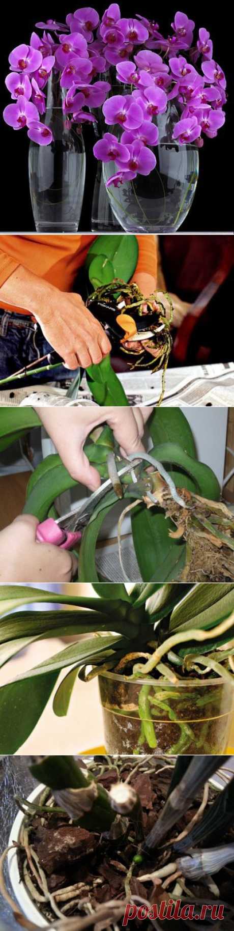 Уход за орхидеей фаленопсис в домашних условиях.(собственный опыт) | ЖЕНСКИЙ МИР
