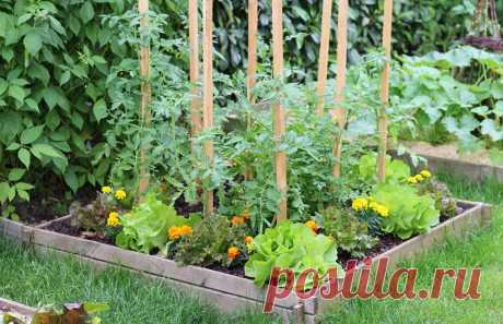 Как меньше поливать огород всё лето: проблему решит пакетная грядка. Они помогают сохранить влагу не снаружи грядок, а внутри.