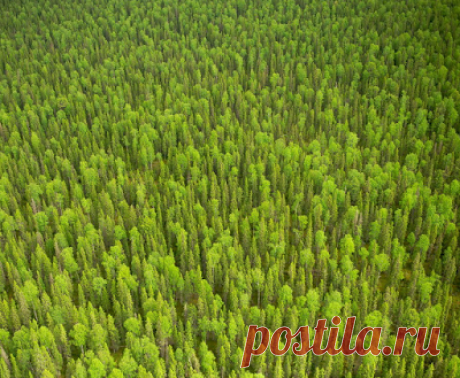 23 фото девственных лесов Коми: Печоро-Илычский заповедник и парк «Югыд Ва»