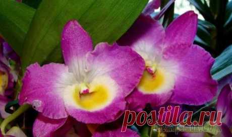 Как ухаживать за благородной орхидеей Дендробиум Нобиле