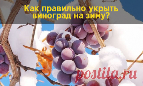 Как правильно укрыть виноград на зиму?