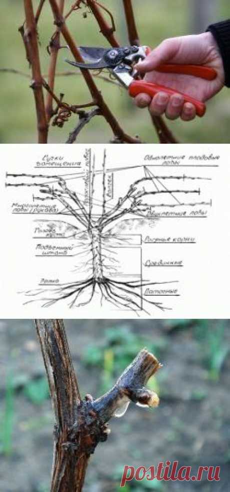 Подвязка и обрезка винограда