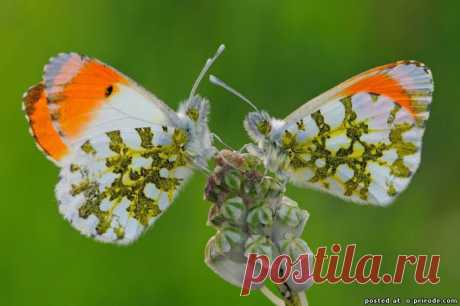 Бабочки России фото - Бабочки картинки - Фото мир природы