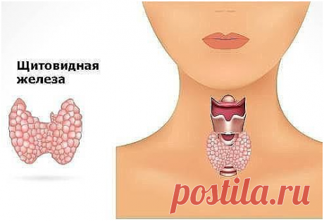 Щитовидная железа. 12 признаков наличия проблем.