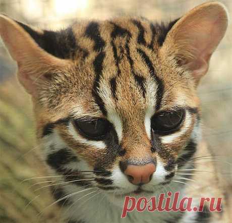 Leopard Cat - Small Asian Wildcat | Animal Pictures and Facts | FactZoo.com