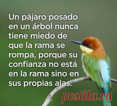 Птица, сидящая на дереве, никогда не боится того, что ветка сломается, потому что ее уверенность основывается не на ветке, а на своих собственных крыльях / Изучаем Испанский