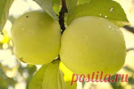 Ананасное - Питомник плодово-ягодных культур ElitSad