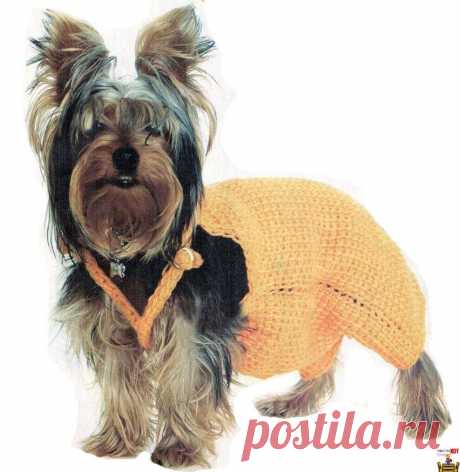 Вязание крючком одежда для собак – комбинезон для йорка - Чисто КОТ