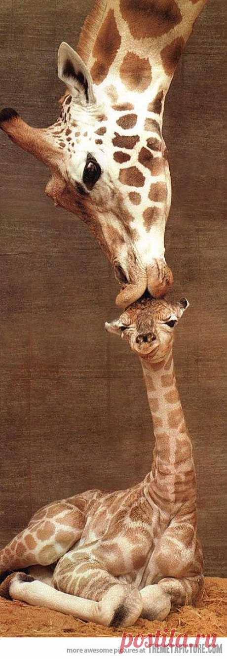 Giraffe kiss - The Meta Picture