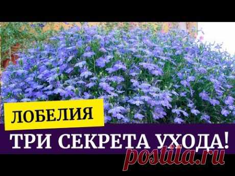 🌸Лобелия! Три секрета хорошей рассады. Уход за рассадой лобелии🌱