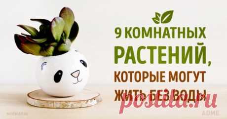 Как раз для меня! 9 комнатных растений, которые не требуют много внимания и воды: ↪