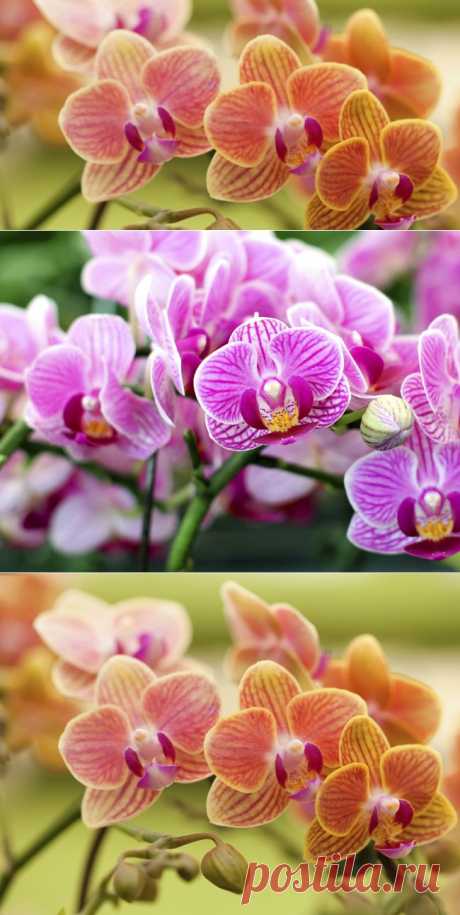 Правила посадки орхидеи : Хобби : Стиль жизни : Subscribe.Ru