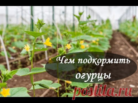 Чем подкормить огурцы