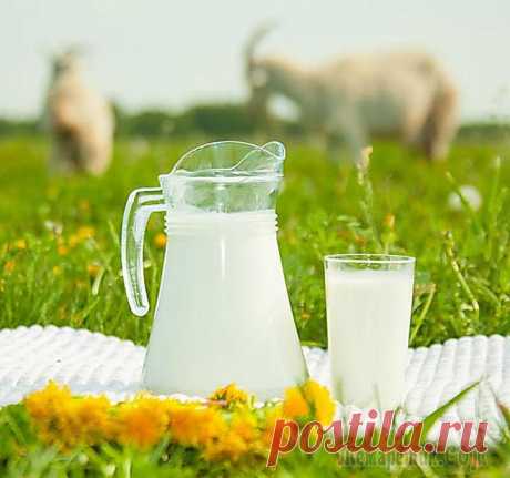 Козье молоко. Полезные свойства, противопоказания Полезные свойства козьего молока заключаются в уникальном составе этого продукта. Наличие витаминов и минералов благотворно влияют на организм и позволяют справляться с различными заболеваниями. Однак...