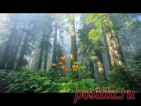 Sunny Mornings | Relaxing Music by Peder B. Helland