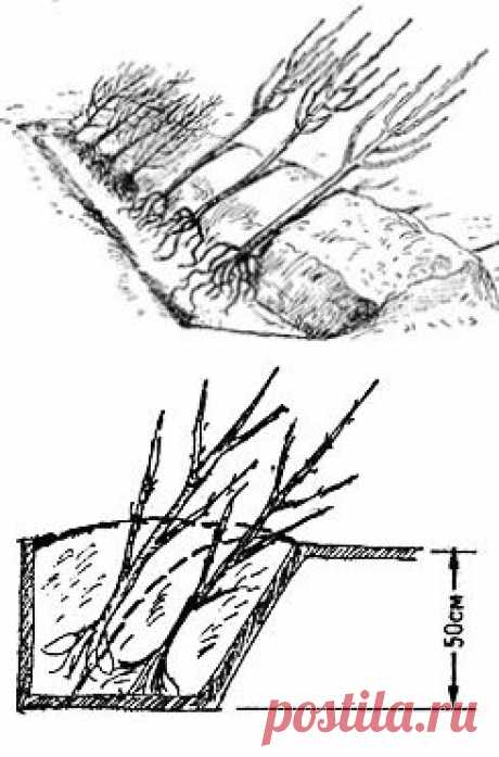 Прикопка саженцев на зиму - 5 правил успешной прикопки - Дачные советы