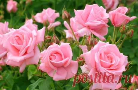 Уход за розами весной: не нужно сложностей | Наталья Кудрявцева | Яндекс Дзен