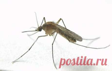 8 убийственных ароматов от комаров | My Milady