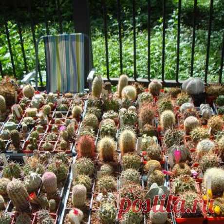 #Выставка кактусов в Киеве …