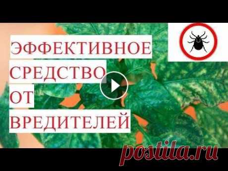 SOS!!! Трипс. Паутинный клещ. Эффективное Средство от Вредителей. Трипсы: трипсы на рассаде, трипсы на комнатных растениях паутинный клещ. Многие из огородников сталкивались с этой проблемой - вредители на рассаде, в...