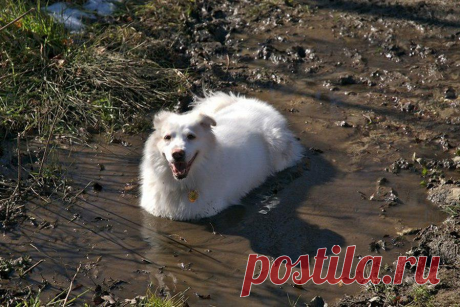 Собака любит валяться в грязи: в чём причина такого поведения и можно ли от этого отучить питомца?