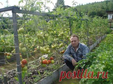 Home garden|Сад, огород, растения дома