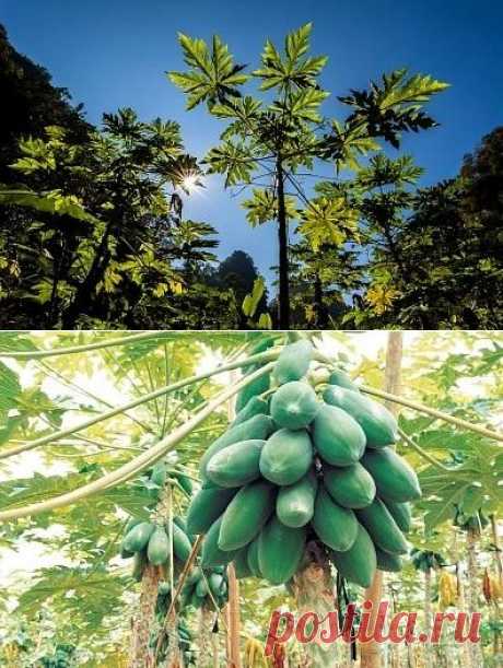 Как посадить и вырастить папайю в домашних условиях