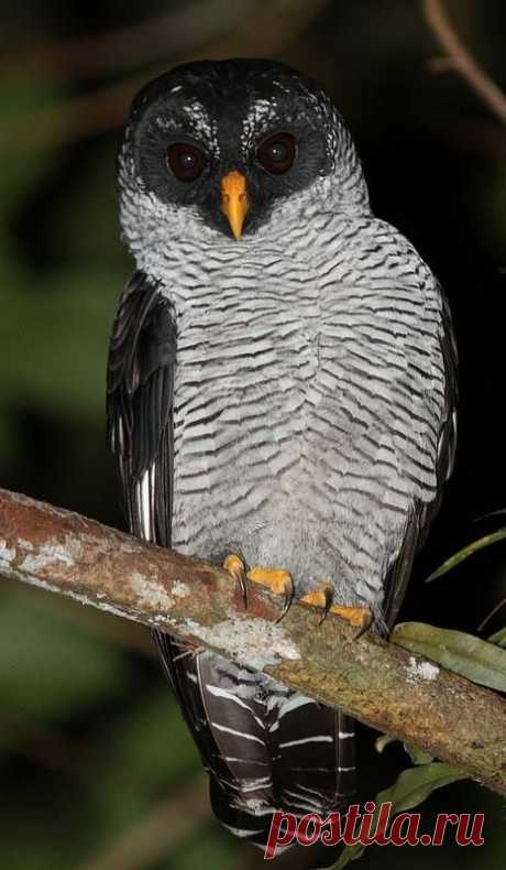Чёрно-белая сова.(Strix nigrolineata), San Carlos, Costa Rica