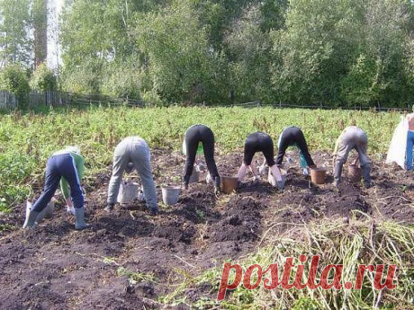 Лень -  прогресса. Выращиваем картофель по-новому, лопата не нужна!!! | ШАГ НАВСТРЕЧУ