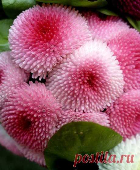 English Daisy (Bellis perennis) | Flowers/Gardens