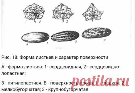 По форме листьев можно определить, какие у вас огурцы: салатные или для засола | Посад | Яндекс Дзен